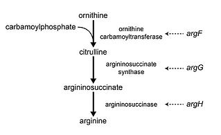 ornithine.jpg