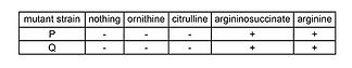 ornithine2.jpg